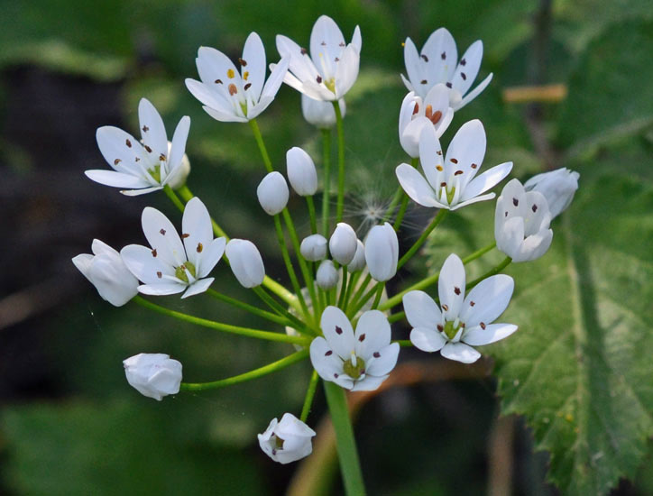 aglio siciliano