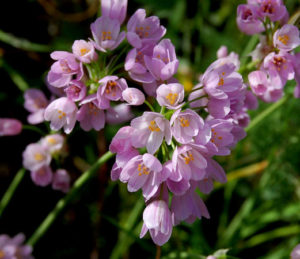 Aglio rosa