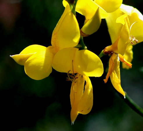 La Ginestra in Sicilia