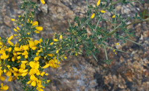 ginestra spinosa