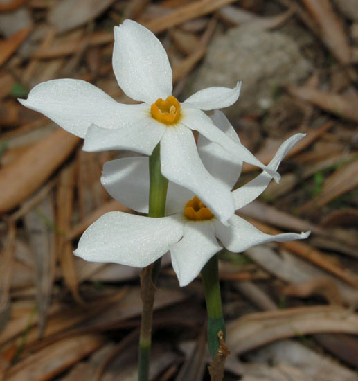 Il Narciso in Sicilia