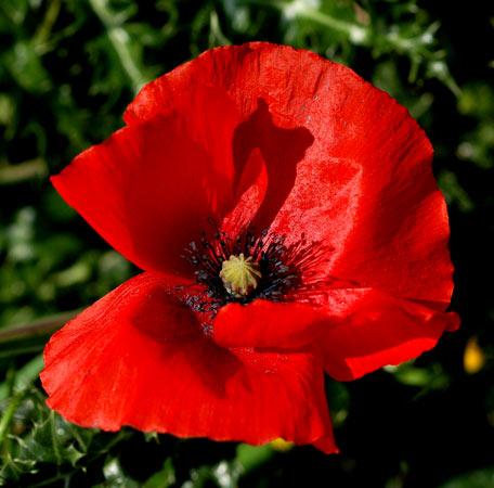 Il Papavero in Sicilia