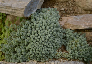 La Borracina Cinerea