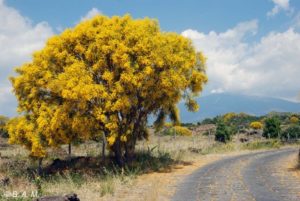 La ginestra dell'etna