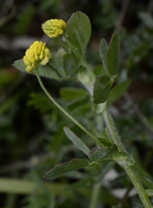 erba medica lupulina