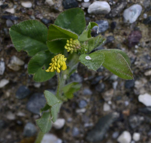 Erba Medica