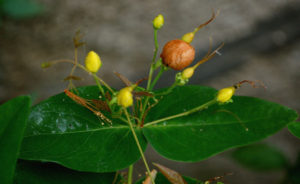 fiore iperico in bocciolo