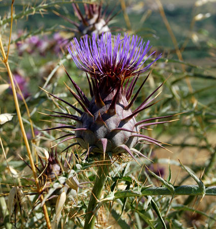 il casrdo in sicilia