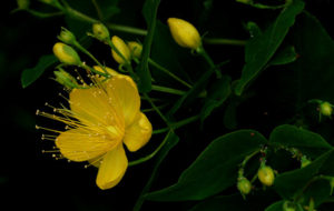 il fiore dell iperico