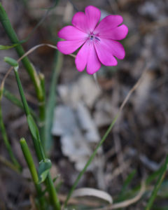 silene celirosa