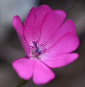 silene celirosa in sicilia