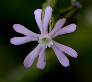 silene celirosa in sicilia