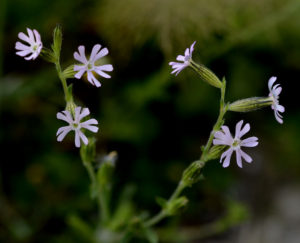 silene notturno