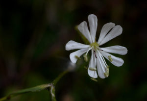 silene siciliano