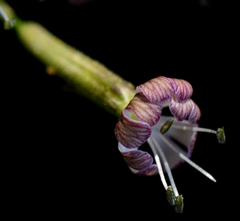 Silene in Sicilia